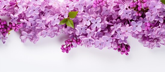 A copy space image featuring violet lilac flowers against a white backdrop allowing room for text