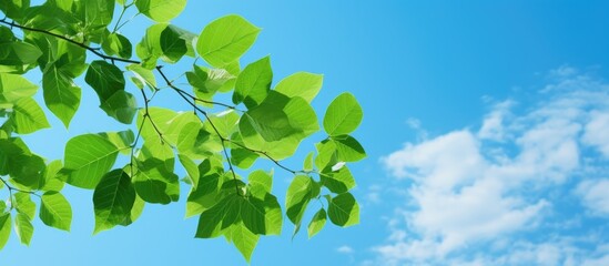 A copy space image featuring the vibrant green leaves of a catalpa tree against a backdrop of a clear blue sky