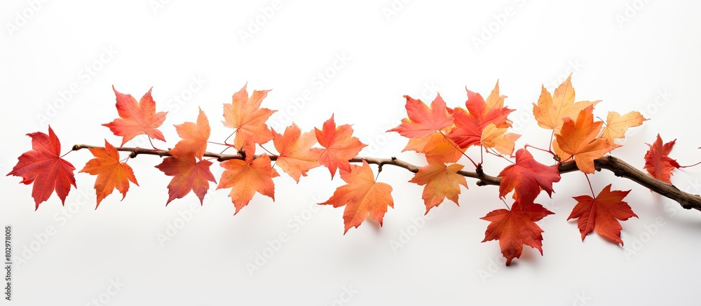 Poster a autumn maple branch with leaves isolated on a white background providing ample copy space image