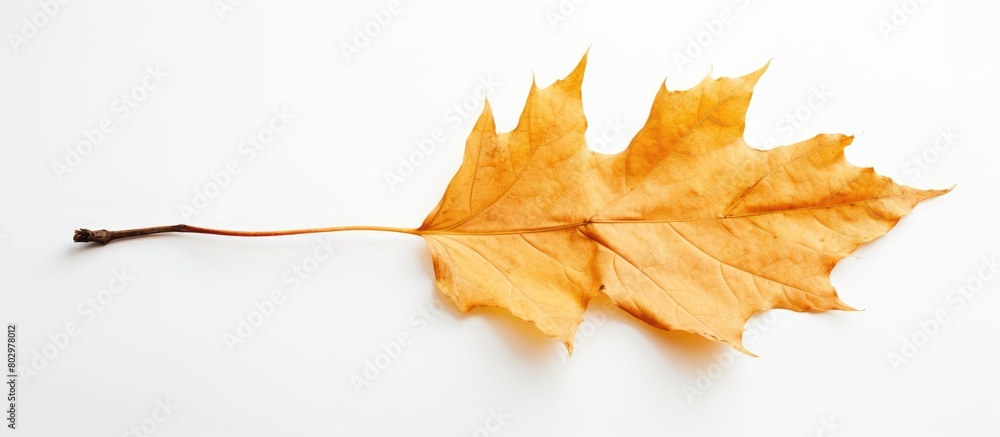 Poster a copy space image of a weathered yellow leaf against a clean white backdrop