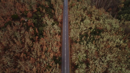 Carretera que pasa por medio de un bosque en otoño 