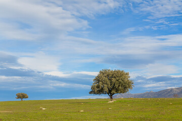 A lonely oak in the pasture