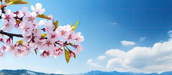 A beautiful image of cherry flowers known as Sakura against a picturesque blue sky as the perfect copy space image