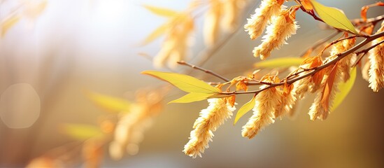 A close up of a blossoming willow branch with a blurred natural background providing ample space...