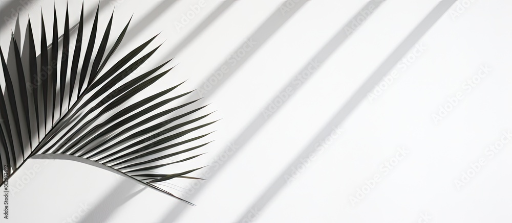 Poster a black and white abstract shadow of a palm leaf is projected onto a white wall providing a backgrou