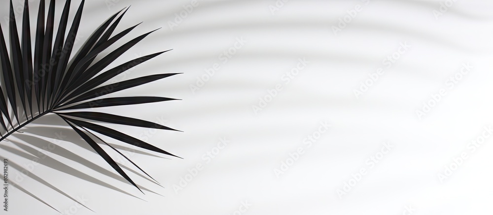 Poster a black and white abstract shadow of a palm leaf is projected onto a white wall providing a backgrou