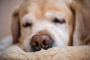 Labrador's nose close up, focus on the nose, labrador retriever dog lying on his soft dog bed and...