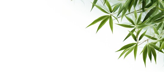 A copy space image of isolated bamboo leaves against a white background