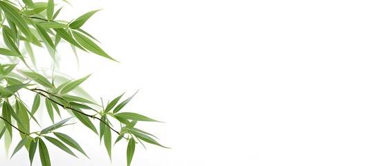 Fototapeta premium A copy space image of isolated bamboo leaves against a white background