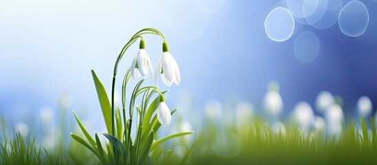 A beautiful symbol of spring time with a blurred background and a white snowdrop flower perfect for using as a copy space image