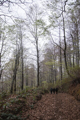 Mtirala National Park in mystical foggy weather, Georgia