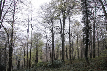 Mtirala National Park in mystical foggy weather, Georgia