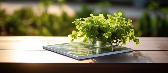 A copy space image of Callisia repens placed on a table outside on the balcony