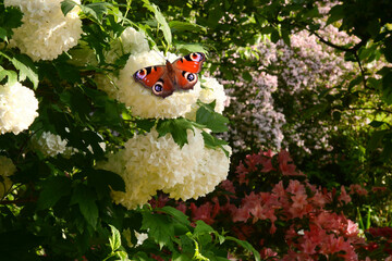 Schmetterling 1153 © K.-U. Häßler