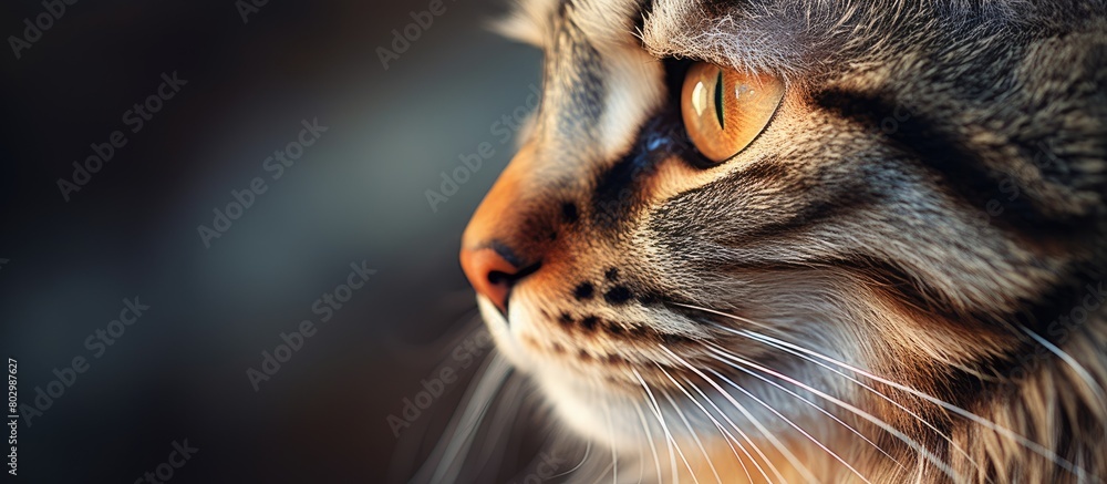 Poster A close up portrait of a beautiful tabby cat with lovingly cared for fur making it the perfect pet companion Copy space image