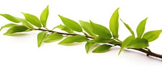 Obraz premium A close up of a branch with young vibrant green tea leaves isolated on a white background The leaves are freshly picked from an organic tea plantation providing a representation of homegrown healthy