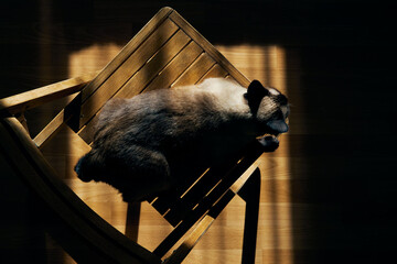 Top view of mekong bobtail cat lying wooden chair in the rays of the setting sun