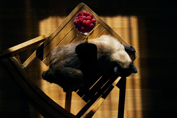 Top view of glass with raspberries on wooden chair and mekong bobtail cat in the rays of the...