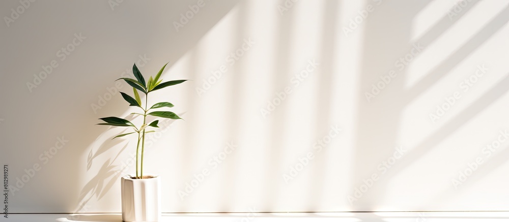 Poster a copy space image of the plant s shadow against a bright background providing room for text