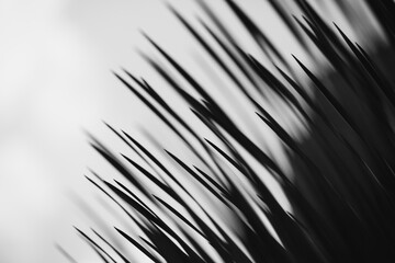 Obraz premium close up of grass