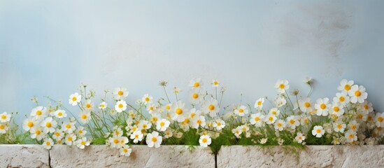 A background with solitary flowers providing ample empty space for an image