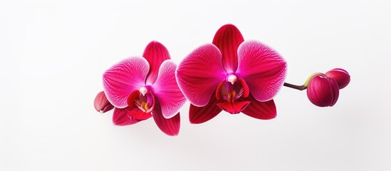 A beautiful red orchid flower stands alone against a white background with plenty of copy space for your creative needs