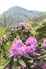 Rhododendron flowers on mountain view