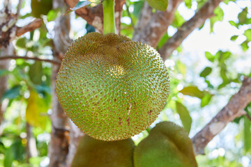 Close-up of Jackfruit hanging on tree