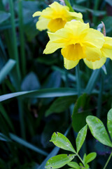Colorful yellow Narcissus in the garden