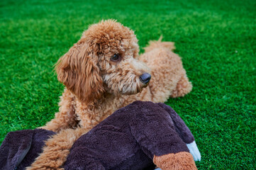 Red-haired miniature poodle freshly groomed in the garden with his cuddly toy