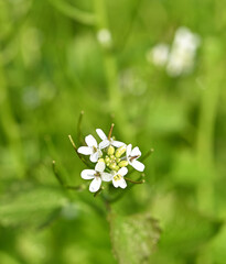 Close-up of garlic mustard flowers