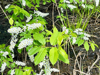 Cherry blossoms in Solnechnaya Park. Moscow region, Balashikha city