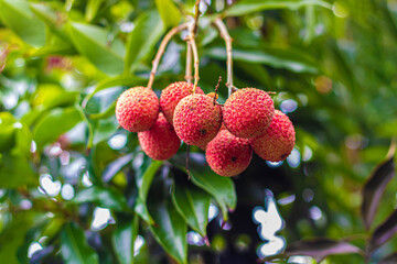 Obraz premium Letchi de La Réunion
