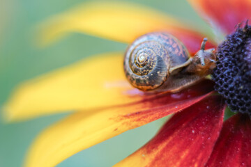 Serene refuge of a snail in spiral shell on bright orange rudbeckia flower. Soft, selective focus,...