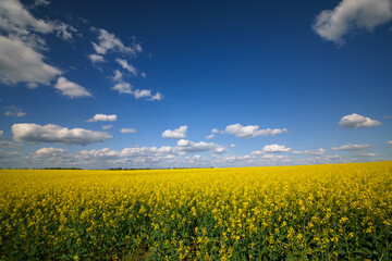 agricultural field with yellow rapeseed flowers, against a blue sky with white clouds, a bright...