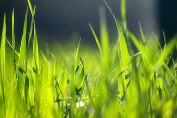 green grass in a forest, sunlight, bright spring landscape, close view and details
