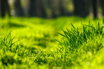 green grass and a path through a lawn in the forest, sunlight, bright spring landscape, close view...