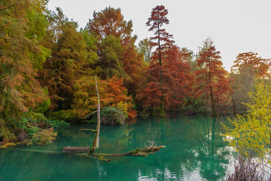 bosco taxodi, in autunno, paratico, zona stazzione ferrovia, brescia italia
