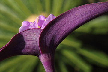 Tradescantia