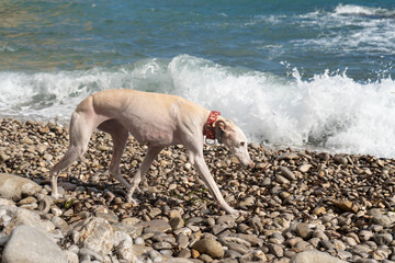 An albino Spanish greyhound (Galgo español) walks off leash with a red collar on a dog-friendly beach with pebbles crashing in the waves behind