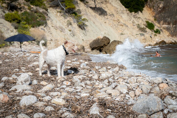 A small domestic dog with a GPS collar off leash on an animal friendly pebble beach, looking out into the water with people taking a bath in the background