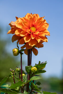 pomarańczowa dalia w słońcu