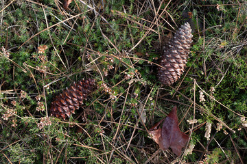 Pine cones on the ground