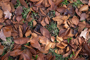 Autumn leaves on the ground