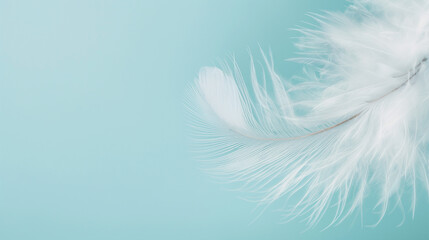 Obraz premium Fluffy white feather on a pale green background with copy space