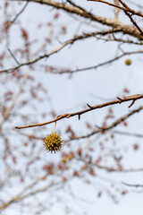 Spiny seed pod gainst the sky. American sweetgum tree ball, Liquidambar styraciflua