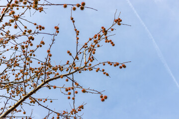 Spiny seed pods gainst the sky. American sweetgum tree ball, Liquidambar styraciflua