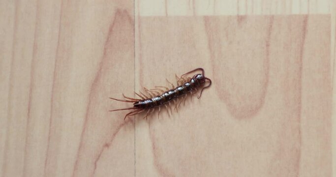 Brown centipede on the floor