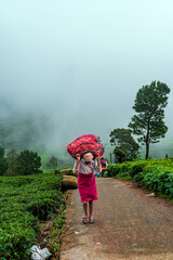 Exploring Ooty Tea Gardens: Insights into Tea Cultivation and Workers in High-Resolution stock photos collection