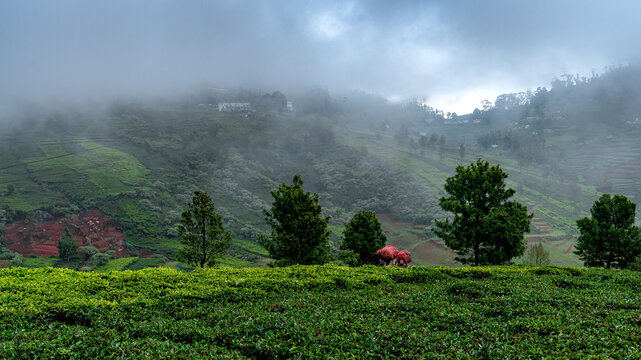 Exploring Ooty Tea Gardens: Insights into Tea Cultivation and Workers in High-Resolution stock photos collection